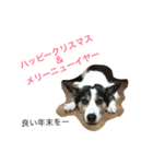 変な犬 くぅ 年末年始エディション（個別スタンプ：10）