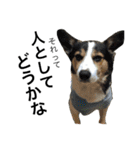変な犬 くぅ 年末年始エディション（個別スタンプ：13）