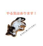 変な犬 くぅ 年末年始エディション（個別スタンプ：16）