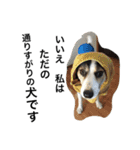 変な犬 くぅ 年末年始エディション（個別スタンプ：17）
