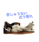 変な犬 くぅ 年末年始エディション（個別スタンプ：19）