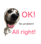 変な犬 くぅ 年末年始エディション（個別スタンプ：21）
