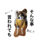 変な犬 くぅ 年末年始エディション（個別スタンプ：22）