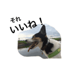 変な犬 くぅ 年末年始エディション（個別スタンプ：23）