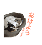 変な犬 くぅ 年末年始エディション（個別スタンプ：25）