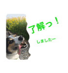 変な犬 くぅ 年末年始エディション（個別スタンプ：26）
