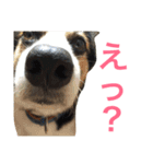 変な犬 くぅ 年末年始エディション（個別スタンプ：27）