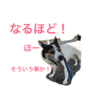 変な犬 くぅ 年末年始エディション（個別スタンプ：29）
