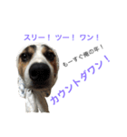 変な犬 くぅ 年末年始エディション（個別スタンプ：30）
