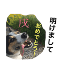 変な犬 くぅ 年末年始エディション（個別スタンプ：31）