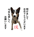 変な犬 くぅ 年末年始エディション（個別スタンプ：32）