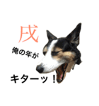変な犬 くぅ 年末年始エディション（個別スタンプ：34）