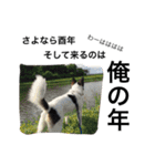 変な犬 くぅ 年末年始エディション（個別スタンプ：37）