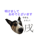 変な犬 くぅ 年末年始エディション（個別スタンプ：40）