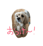 ダイナな毎日③（個別スタンプ：4）