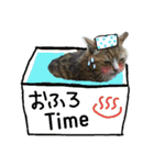 にゃんた♀（個別スタンプ：3）