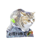 にゃんた♀（個別スタンプ：6）
