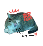 にゃんた♀（個別スタンプ：7）