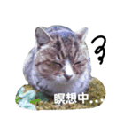 にゃんた♀（個別スタンプ：8）