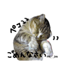 にゃんた♀（個別スタンプ：9）