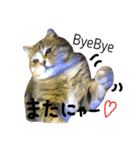 にゃんた♀（個別スタンプ：10）