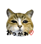 にゃんた♀（個別スタンプ：13）