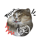 にゃんた♀（個別スタンプ：14）