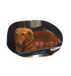 ダックスのももとポメラニアンのまる。（個別スタンプ：2）