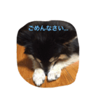 ダックスのももとポメラニアンのまる。（個別スタンプ：6）