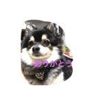 ダックスのももとポメラニアンのまる。（個別スタンプ：8）