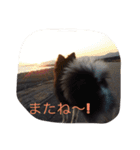 ダックスのももとポメラニアンのまる。（個別スタンプ：10）