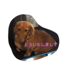 ダックスのももとポメラニアンのまる。（個別スタンプ：12）