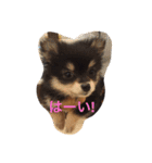 ダックスのももとポメラニアンのまる。（個別スタンプ：14）