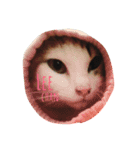 あさださんち（個別スタンプ：13）