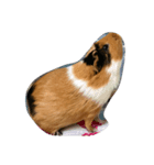 我が家のすずさん（個別スタンプ：7）