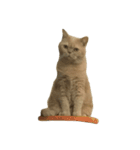 GluttonCat（個別スタンプ：1）