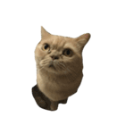 GluttonCat（個別スタンプ：2）