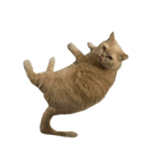 GluttonCat（個別スタンプ：3）