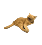 GluttonCat（個別スタンプ：4）