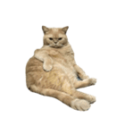 GluttonCat（個別スタンプ：5）