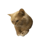 GluttonCat（個別スタンプ：11）
