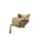 GluttonCat（個別スタンプ：12）