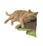 GluttonCat（個別スタンプ：13）