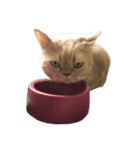 GluttonCat（個別スタンプ：14）
