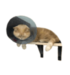 GluttonCat（個別スタンプ：16）