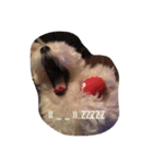 鳥犬猫スタンプ（個別スタンプ：7）