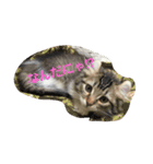 ごましらたま2（個別スタンプ：3）