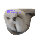 ごましらたま2（個別スタンプ：9）