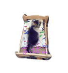 ごましらたま2（個別スタンプ：11）