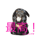 柴犬と白い雑種犬-7（個別スタンプ：2）